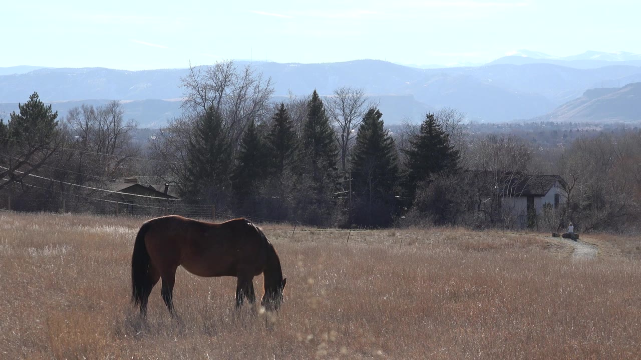 Dark horse grazing in a dry field with trees and mountains behind it