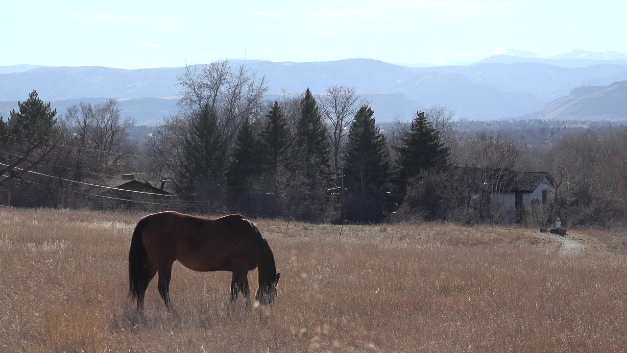 At 0:01, the horse remains head-down in the dry Arvada field, framed low left with a tree line, small distant structures, hazy mountains, and no visible people.