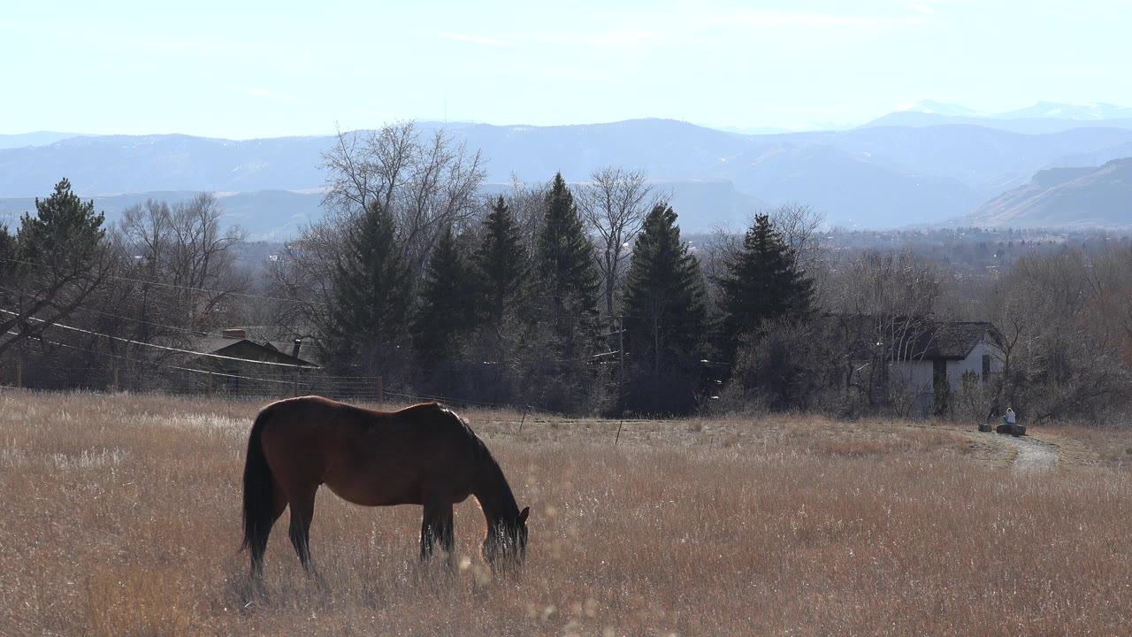 Dark horse grazing in a dry field with trees and distant hills.