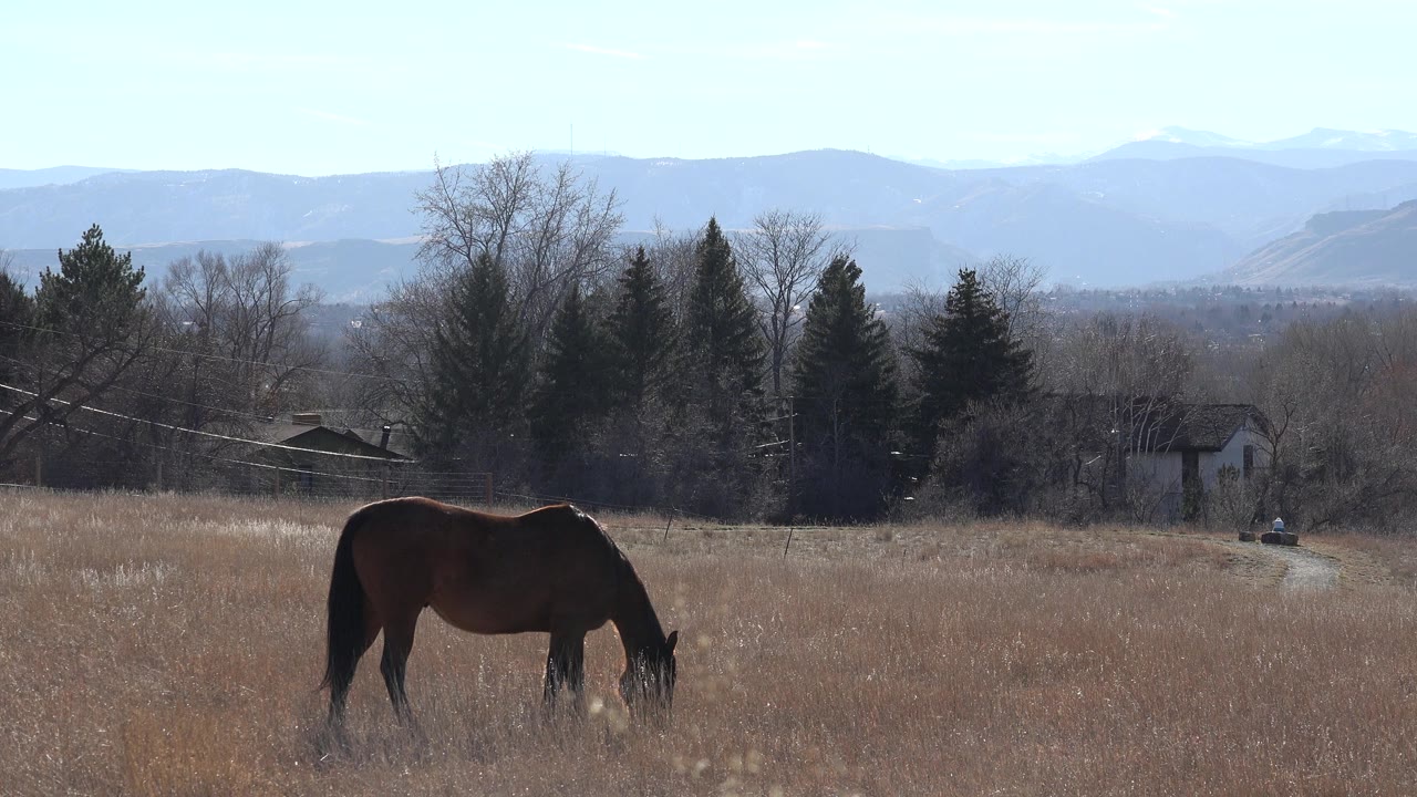 A dark brown horse grazes with its head down in a dry Arvada, Colorado field, with bare trees, evergreens, distant homes, blue hills, and no visible people.