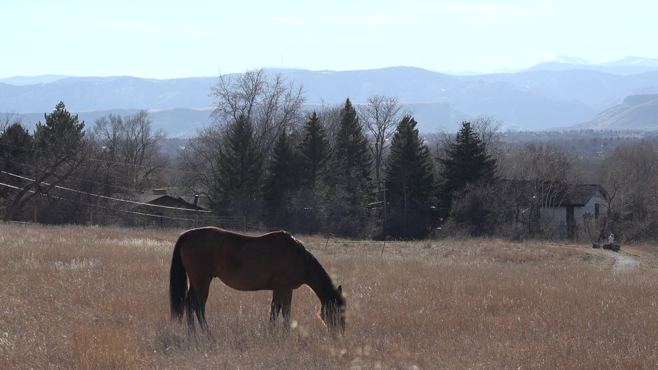 A dark horse grazes at the left side of a dry Arvada, Colorado field, with bare trees, evergreens, distant buildings, and no visible people.