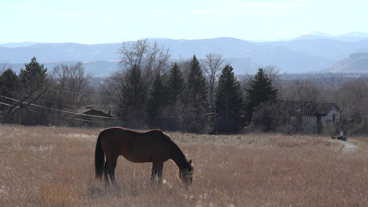 The grazing horse remains in the lower left of the Arvada, Colorado pasture, backed by utility lines, trees, small distant structures, and no visible people.