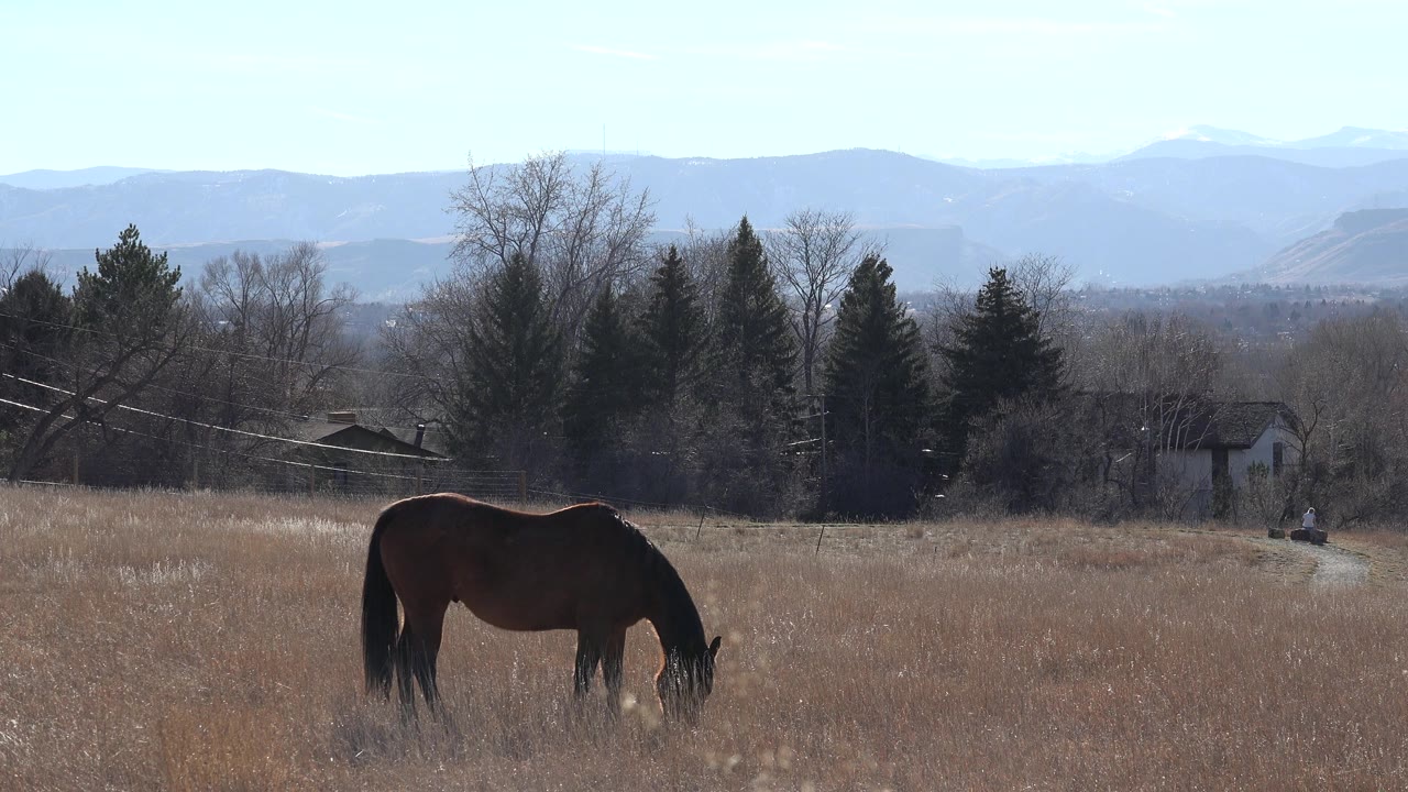 Brown horse grazing in a dry field with distant hills.