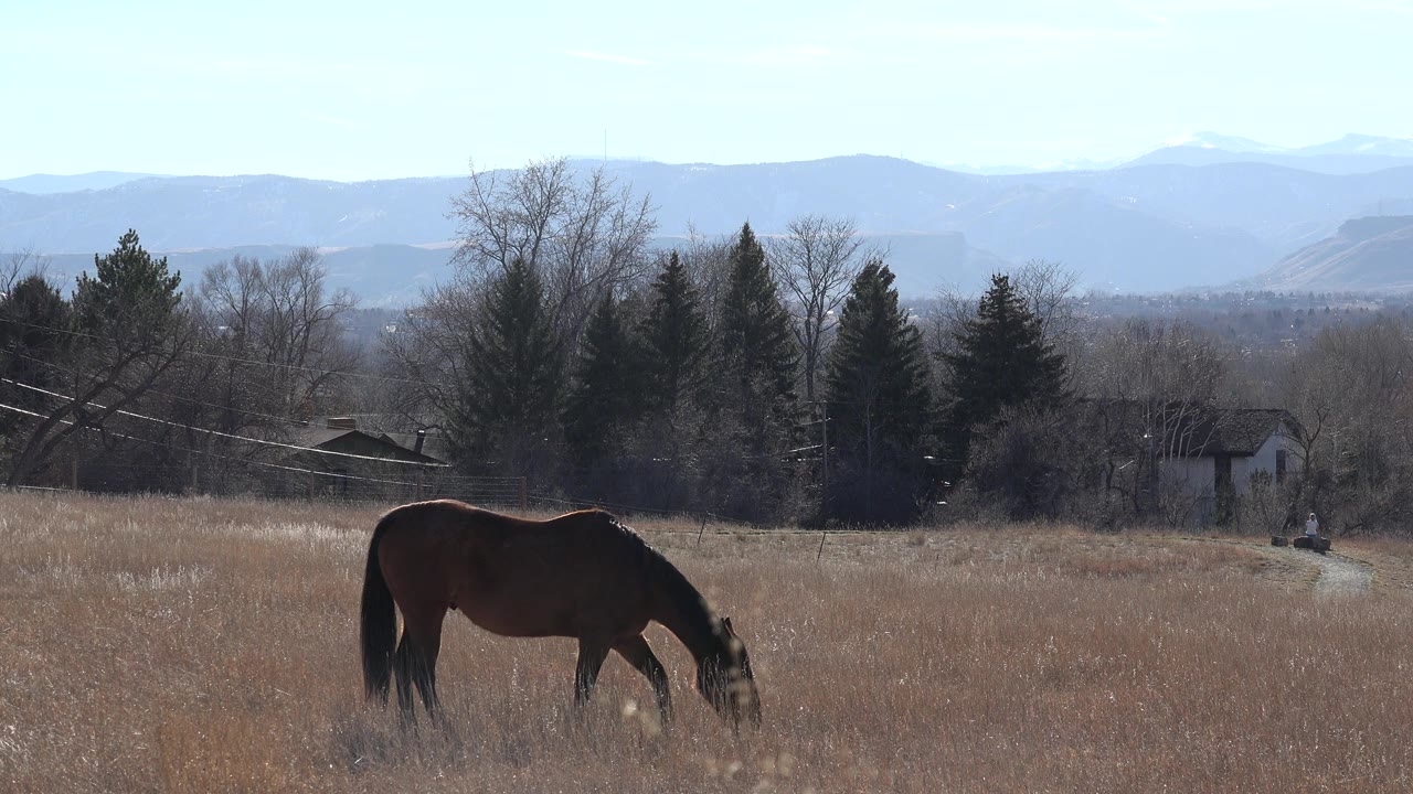 Brown horse grazing in a dry field with mountains behind it.
