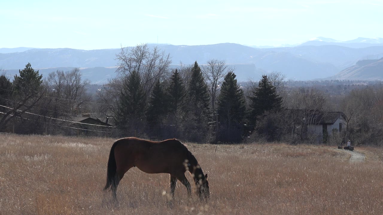 Dark horse grazing in dry field with distant trees and hills