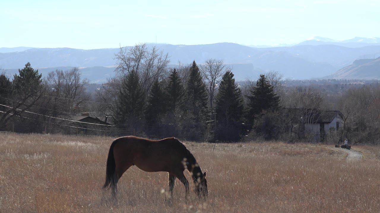 The horse remains grazing in the tan Arvada field, positioned slightly left of center below dark trees and a pale blue hill line, with no visible people.