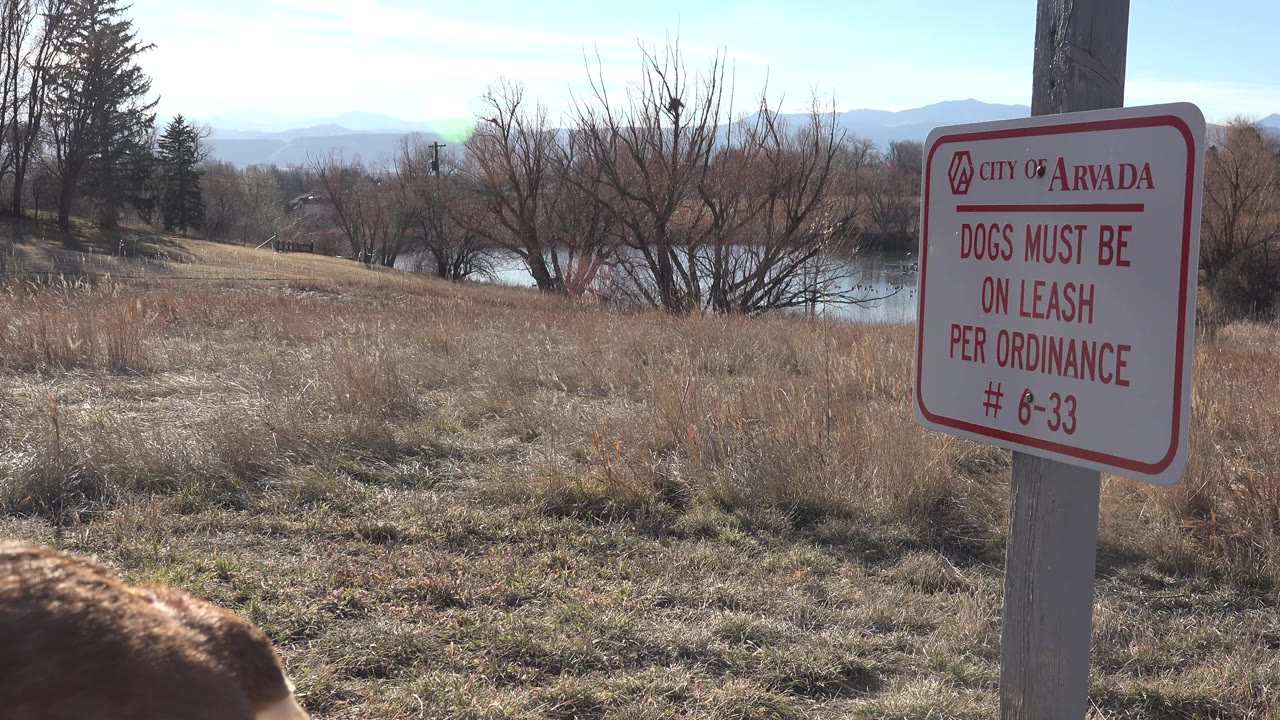 In Arvada, Colorado, a City of Arvada dogs must be on leash sign stands beside dry park grass, bare trees, water, and distant hills, with part of a brown dog entering at the lower left and no visible people.