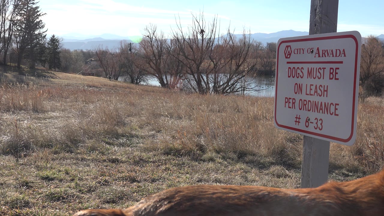 At the start of the Arvada, Colorado clip, a red and white dog leash ordinance sign stands beside dry grass while part of a brown dog crosses the lower frame, with no visible people.