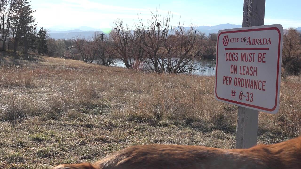 Arvada leash sign in bright light with a brown dog partially visible at the bottom.