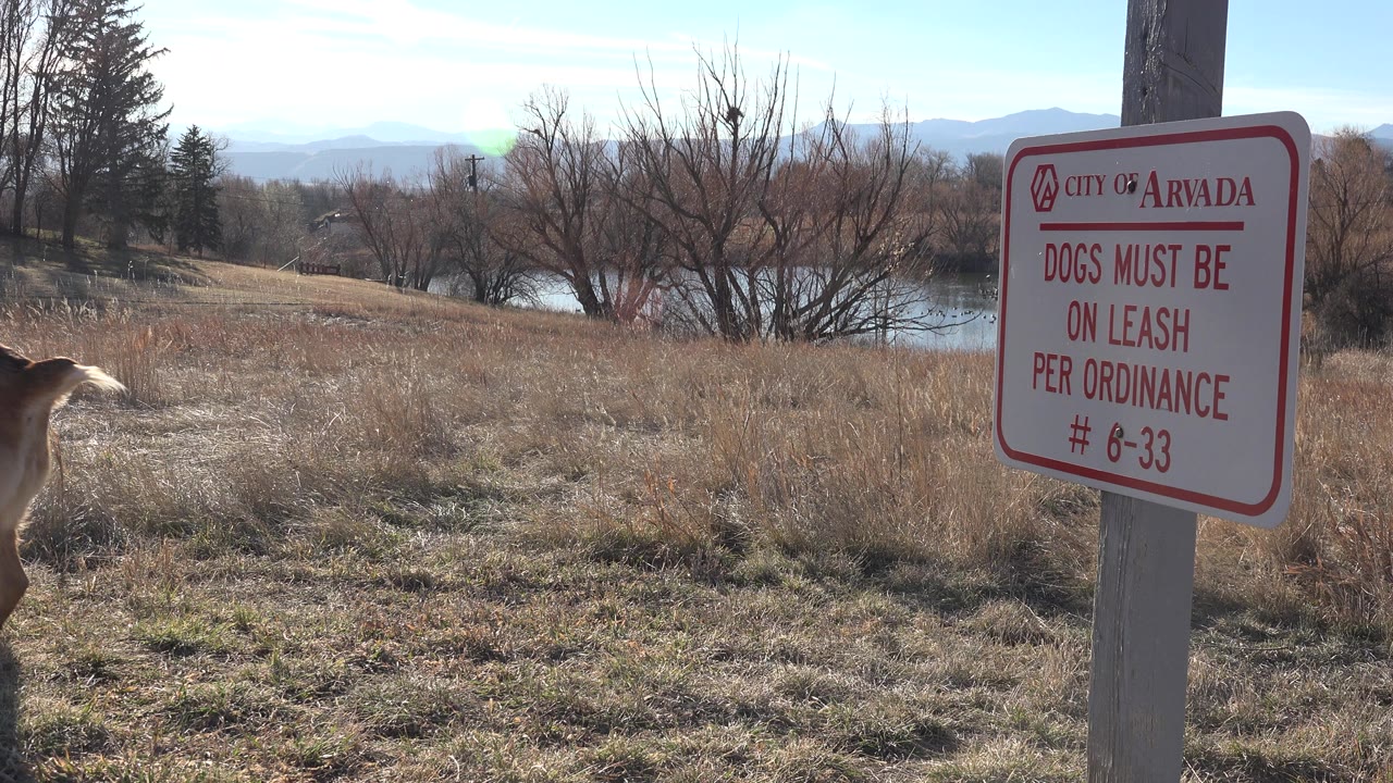 A tan dog moves through the grass near the red-bordered City of Arvada leash sign, with water, bare trees, and distant mountains behind it, and no visible people.