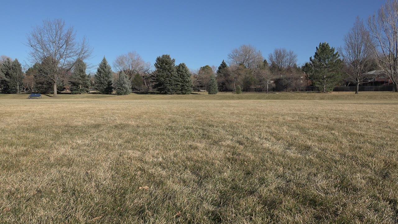 A wide Arvada field view shows dry brown grass in the foreground, a distant line of evergreens and bare trees, and no visible people.