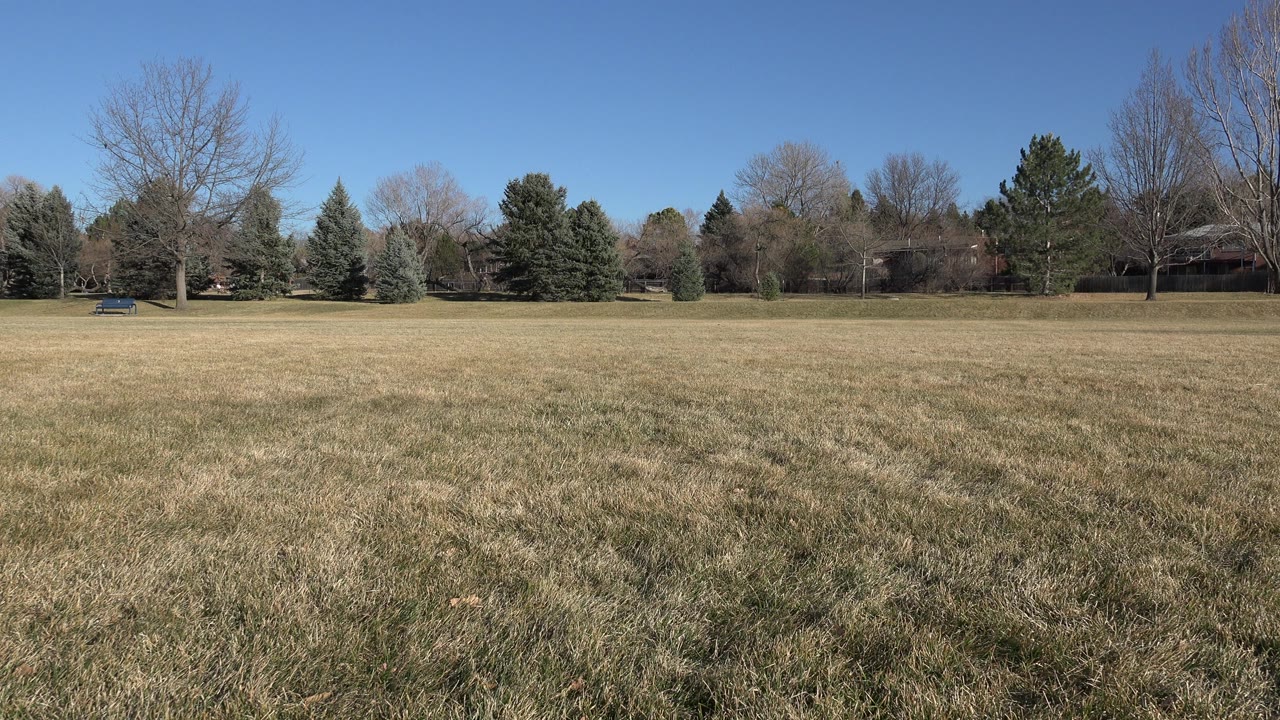 Wide grassy meadow with trees under a clear blue sky.
