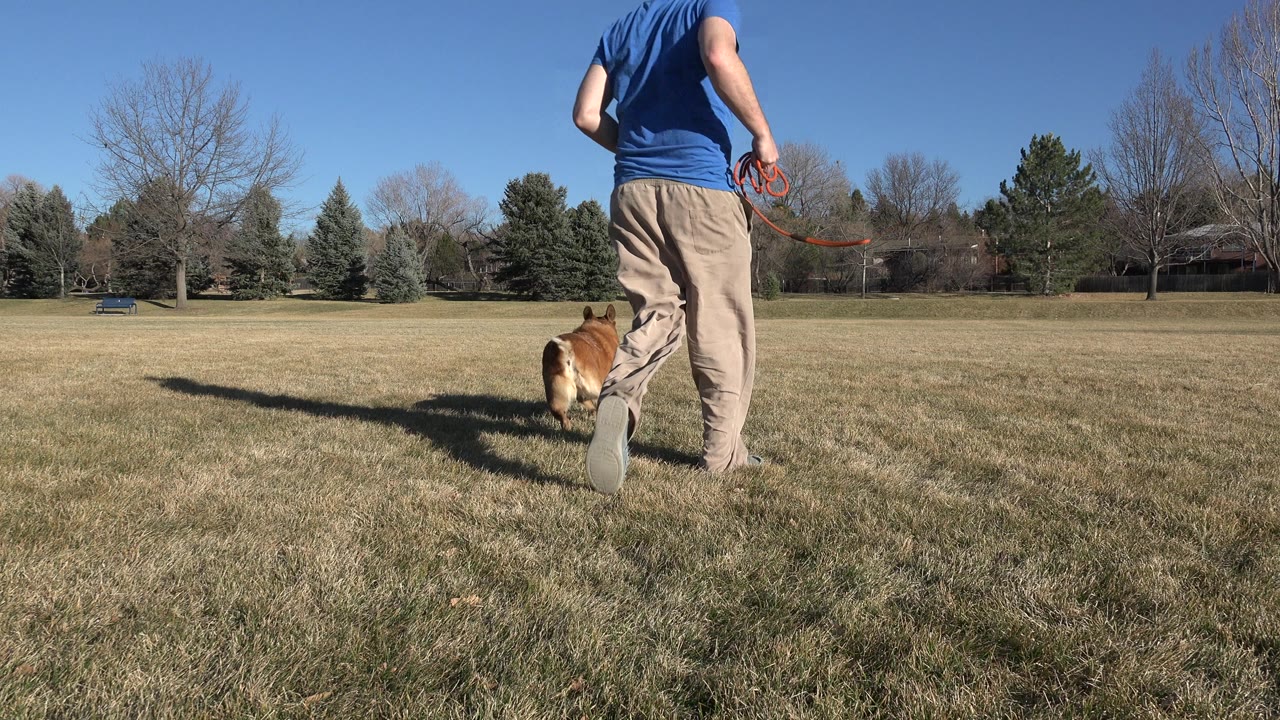 A man in a blue shirt and tan pants walks away from a low camera while a small brown dog moves beside him in an Arvada, Colorado grass field.