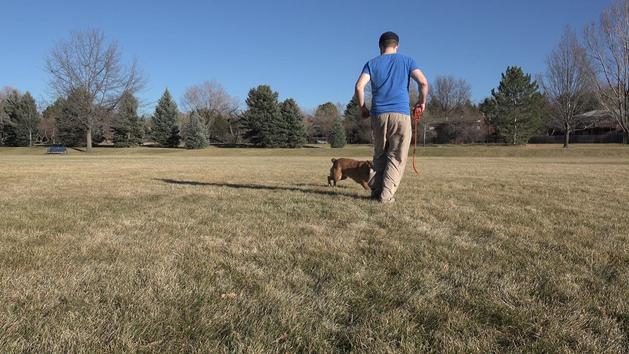 Dog running ahead of man across open grass