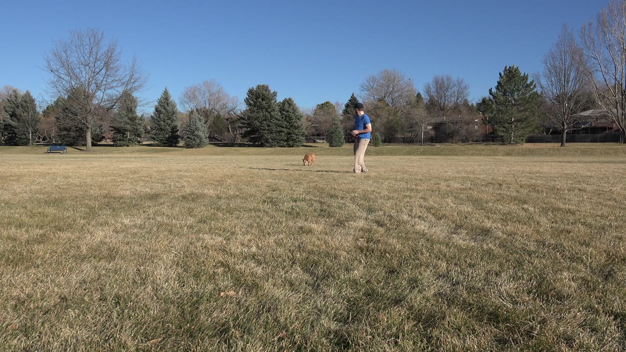 The brown dog moves across the dry grass in the Arvada, Colorado park while the man remains farther back near the center of the open field.