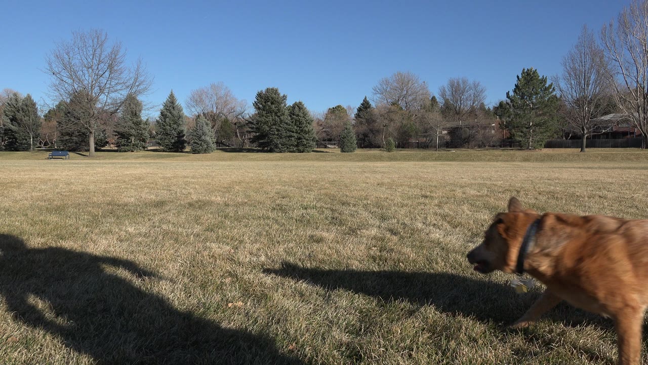 Tan dog crossing close to the camera in a grassy field