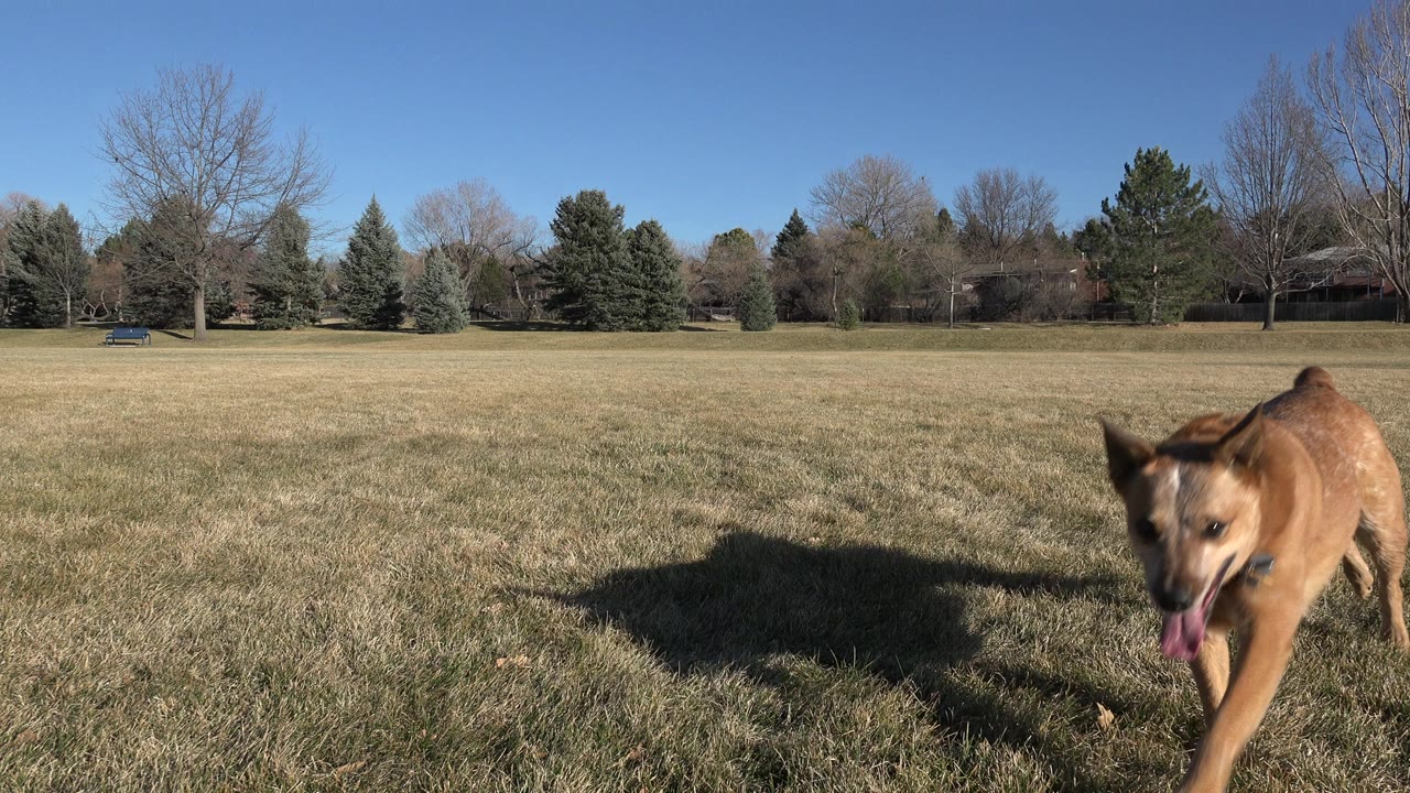 A brown dog runs near the camera in an open grassy field in Arvada, Colorado, with trees and no visible people in the background.