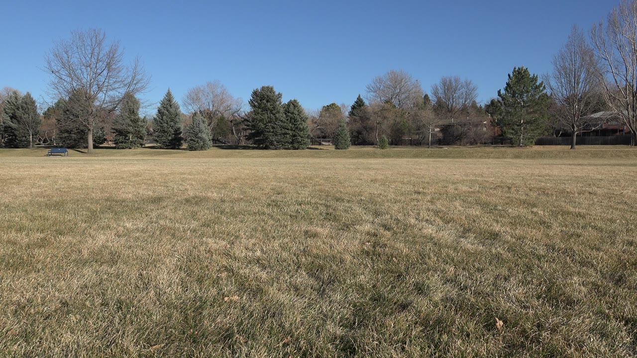 After the dog passes out of view, the frame holds on an open Arvada, Colorado grass field with a distant bench, mixed trees, and no visible people.