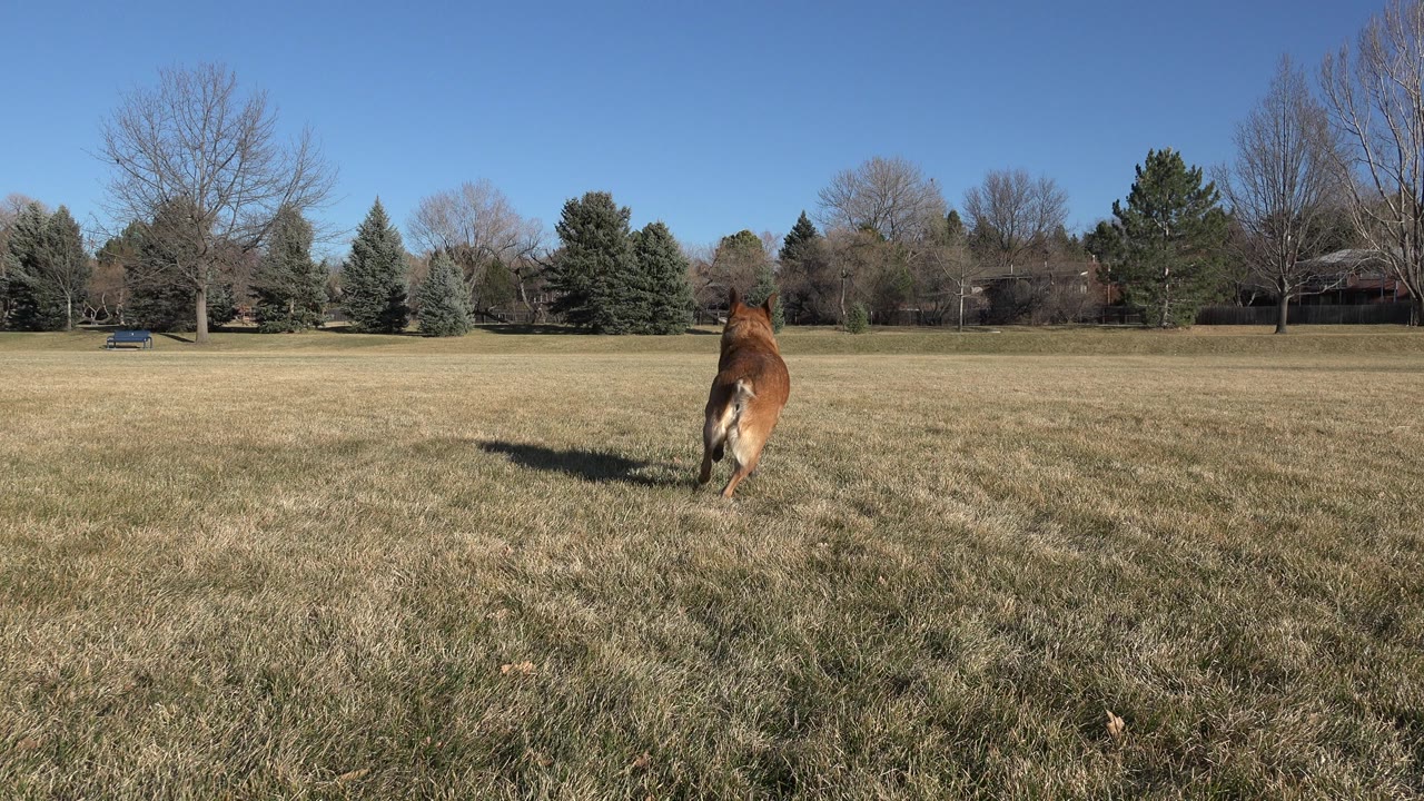 Large brown dog running away across a grassy park