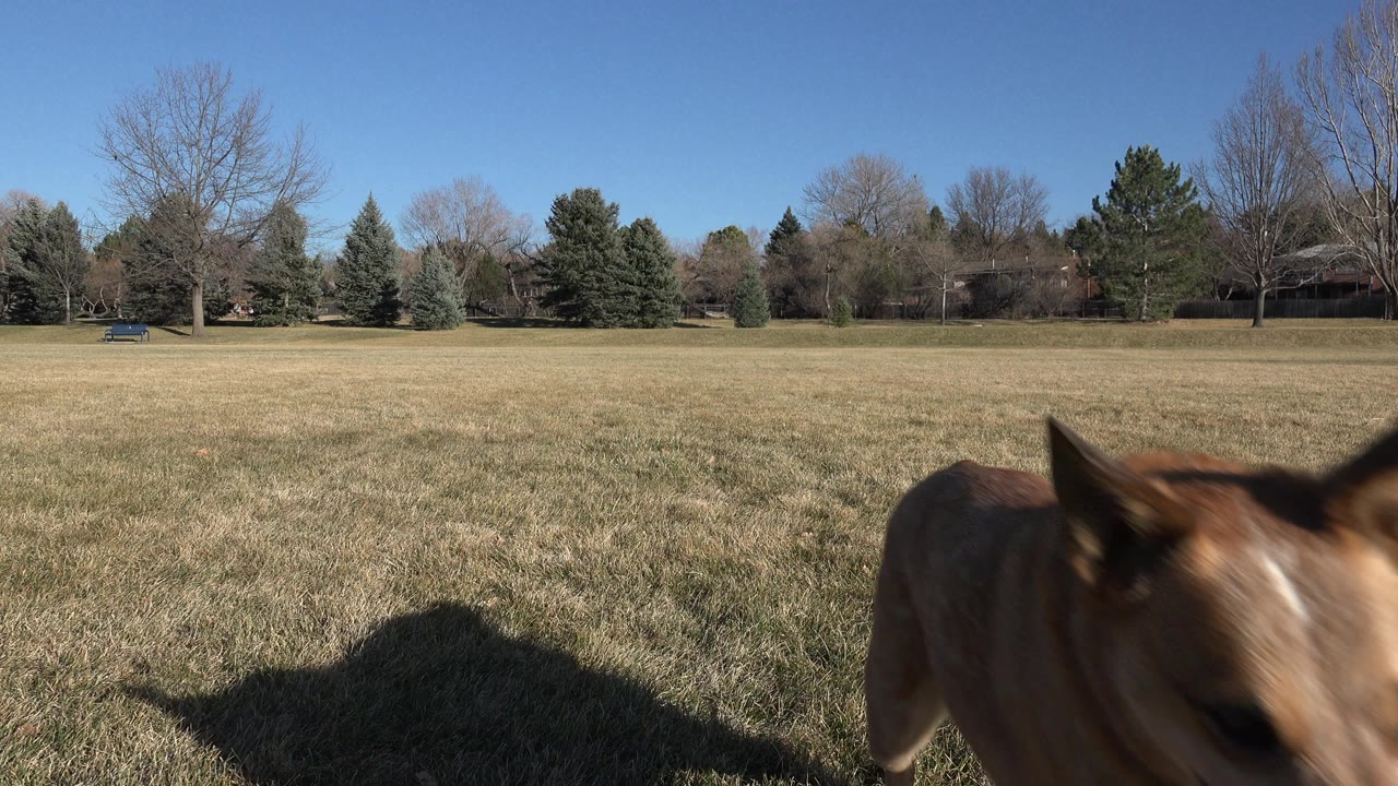 Tan dog close to the camera in a dry grassy field.