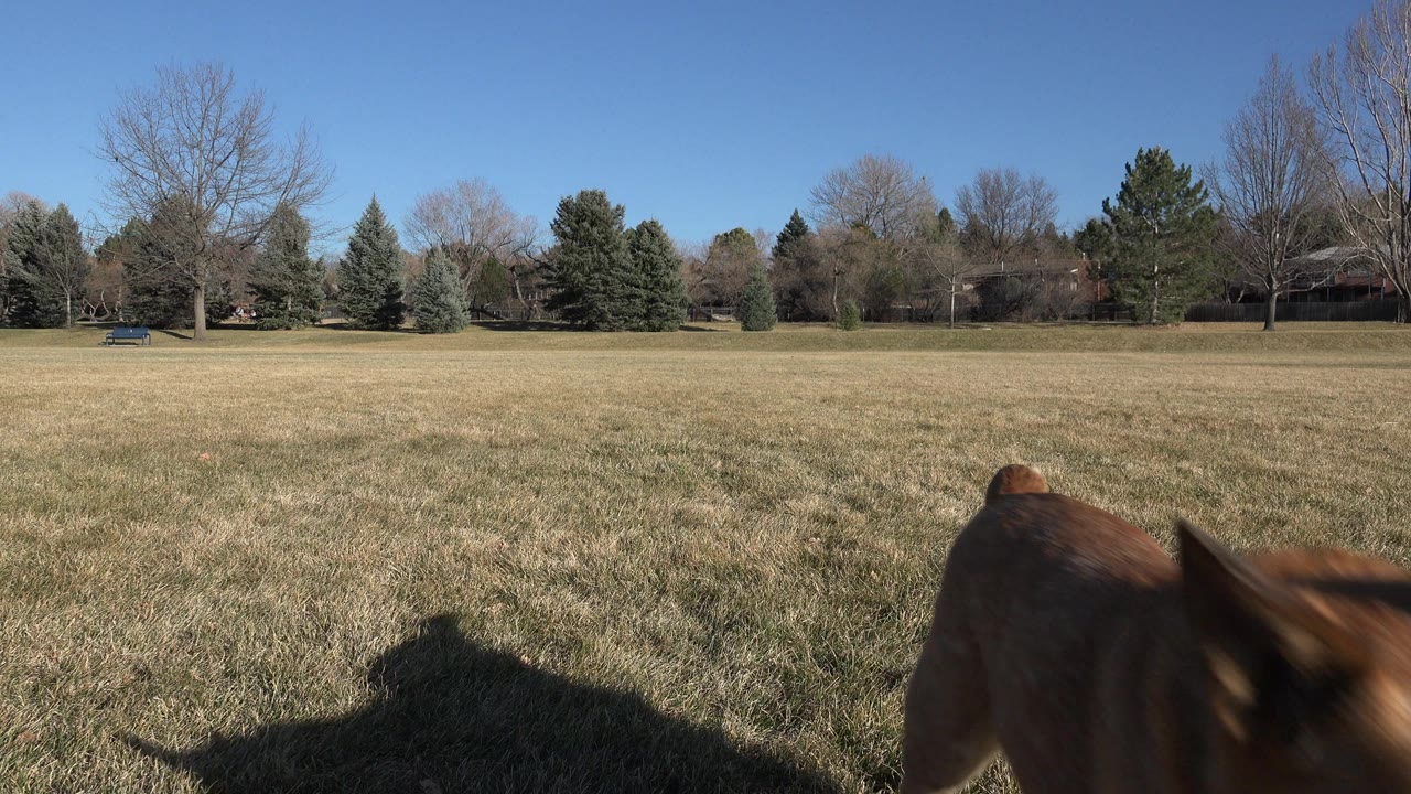 The dog is partly cropped near the bottom of the frame as it moves past the camera in the Arvada, Colorado field, with a large foreground shadow and no visible people.