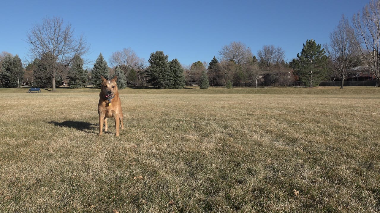 Large tan dog stands in the midground of an Arvada, Colorado park, with dry grass, bare trees, evergreens, distant houses, and no visible people.