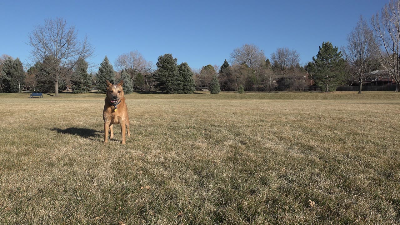 Large tan dog faces the camera from the center of an Arvada, Colorado grassy field, backed by leafless trees, evergreens, low houses, and no visible people.