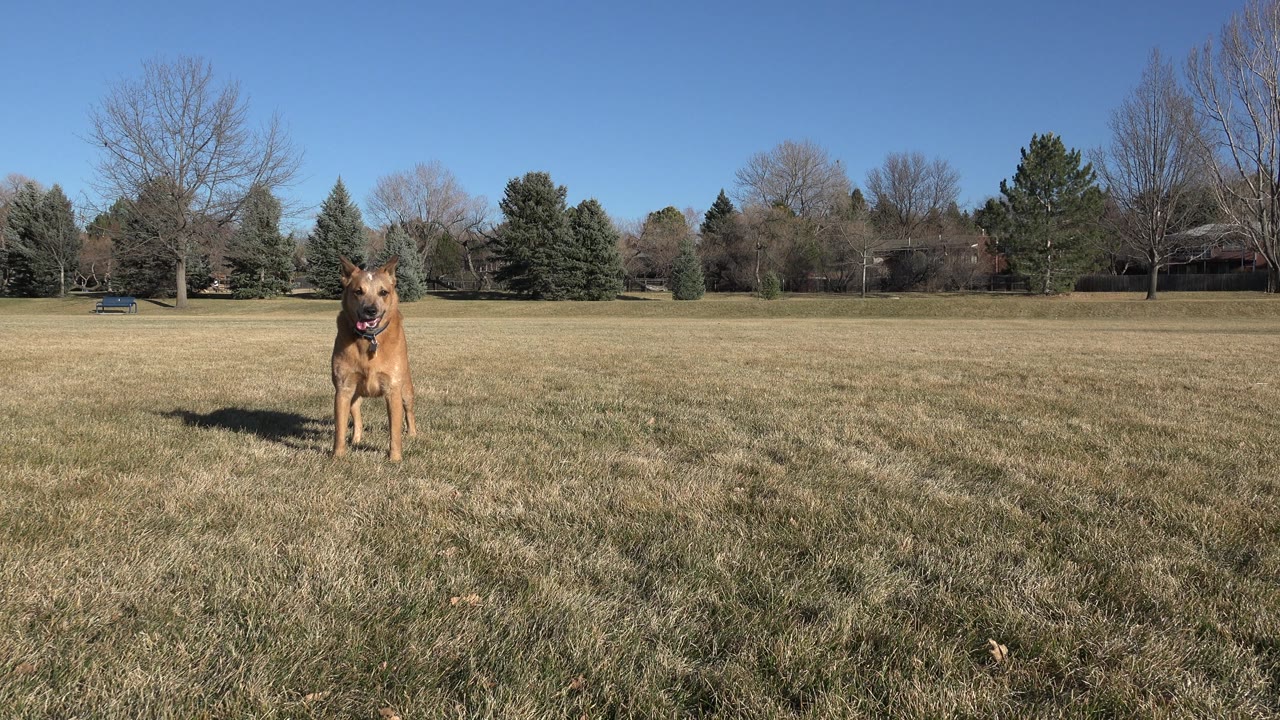 Large tan dog standing in the grass with trees behind it.