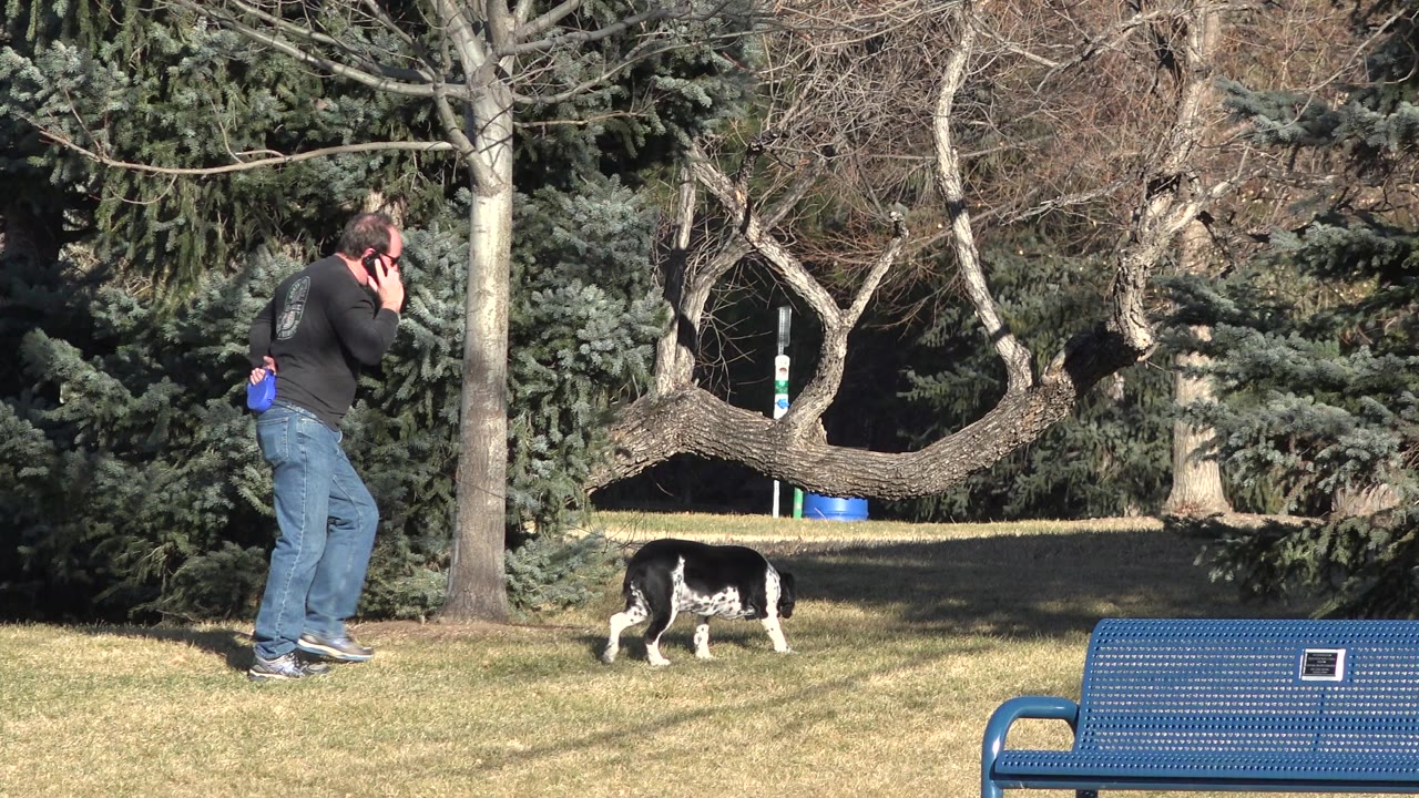In Arvada, Colorado, a person in jeans holds a phone while walking a black-and-white dog across grass, with a blue bench low in the foreground and trees behind.