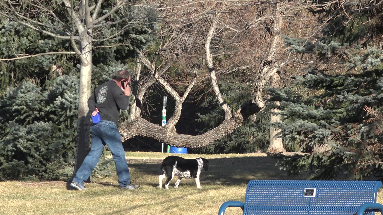 Person walking with phone behind a black-and-white dog near trees.