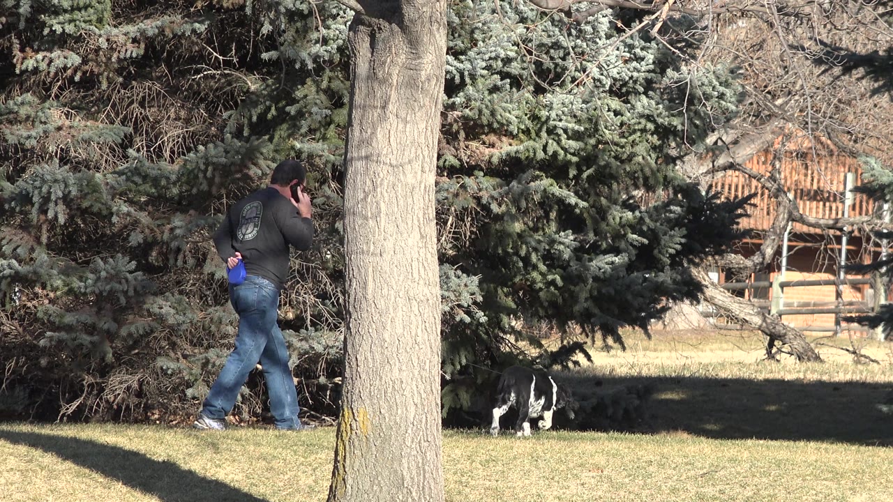 Man on a phone walking near a black-and-white dog on grass