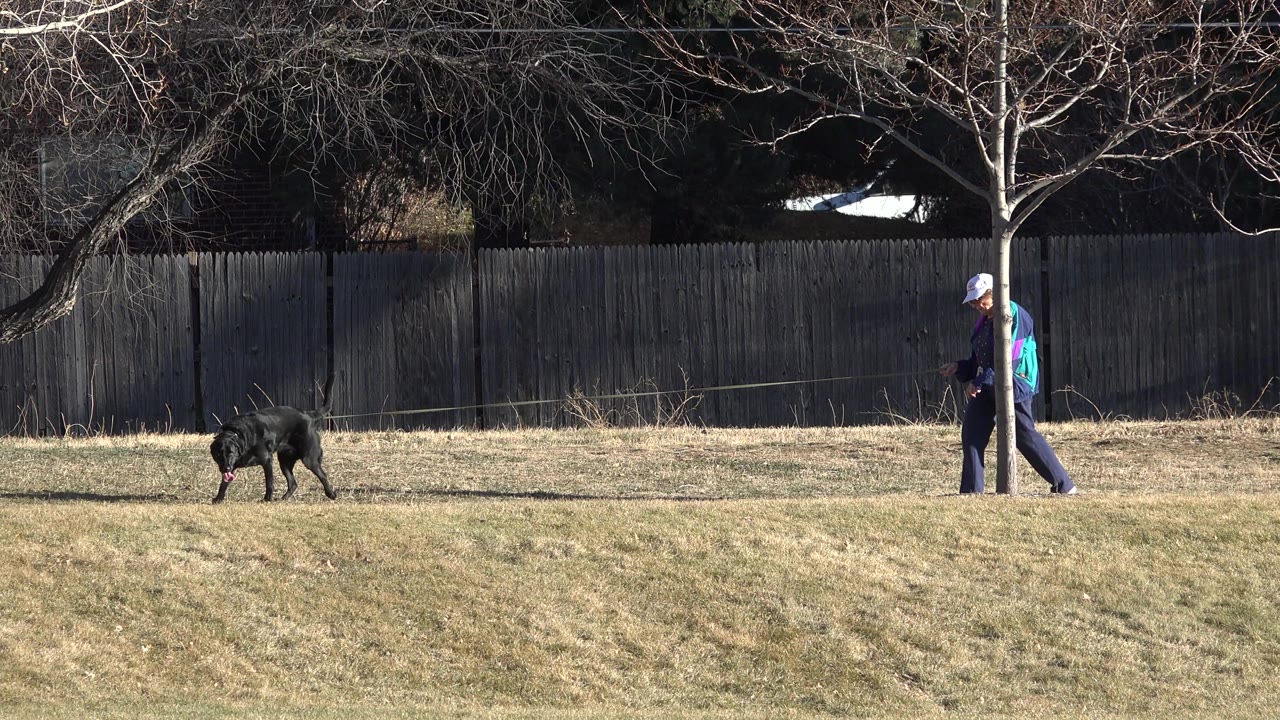 Older man walking a black dog across a grassy park.