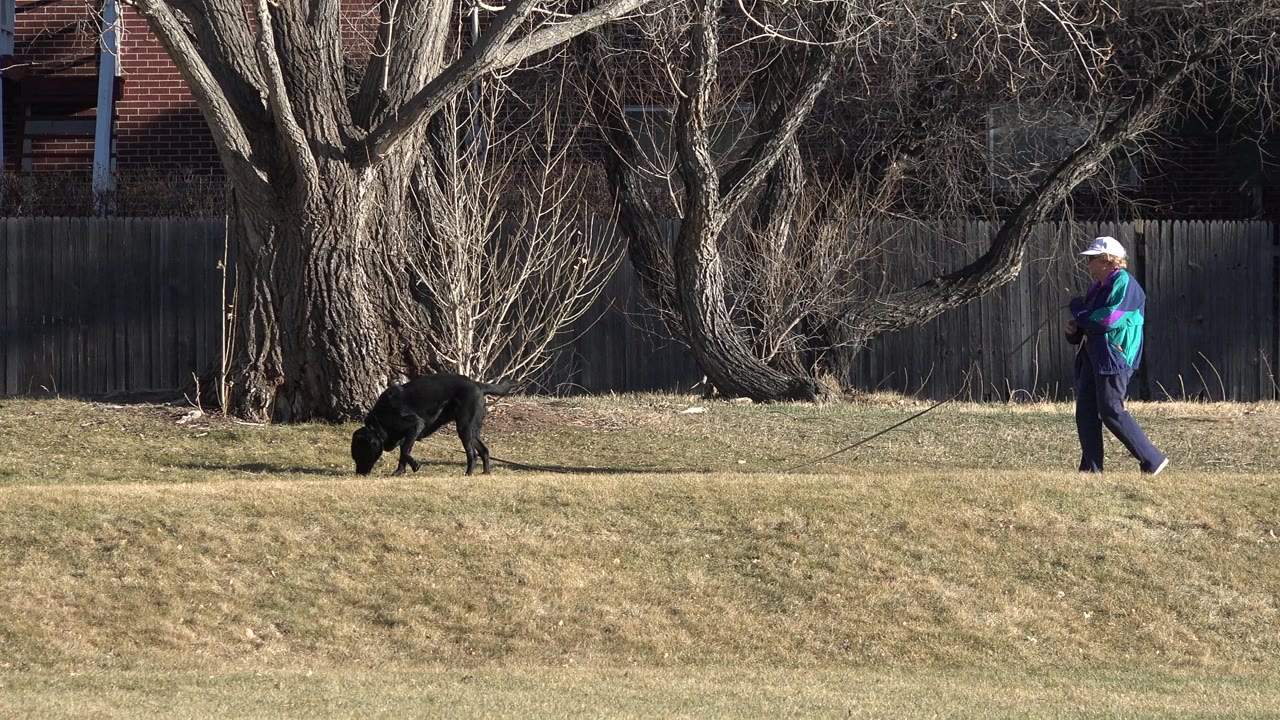 Man in blue clothes walking a black dog across dry grass.