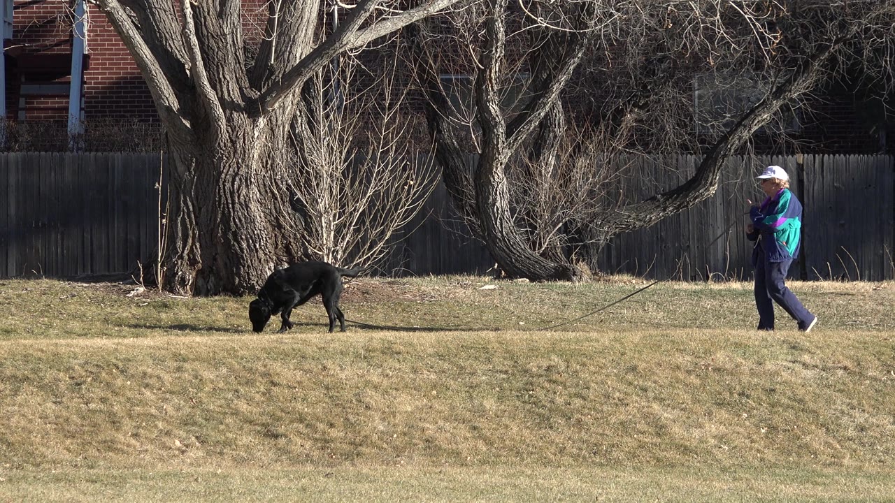 In Arvada, Colorado, the black dog keeps its nose low in the grass as the man in blue clothing stands farther right near the edge of the frame.