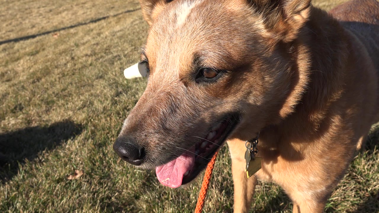 Close view of a tan dog panting on a dry grassy lawn in Arvada, Colorado, with an orange leash visible and no visible people.