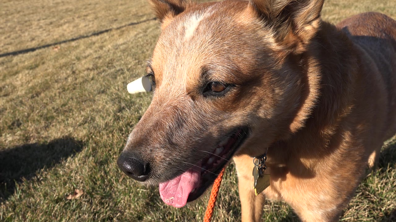 Dog looking slightly right while standing on grass.
