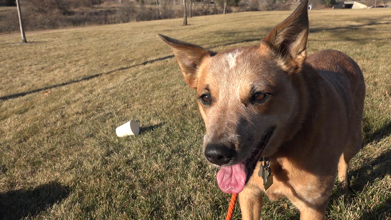 A brown dog stands close to the camera on sunlit grass in Arvada, Colorado, with an orange leash visible and no visible people.
