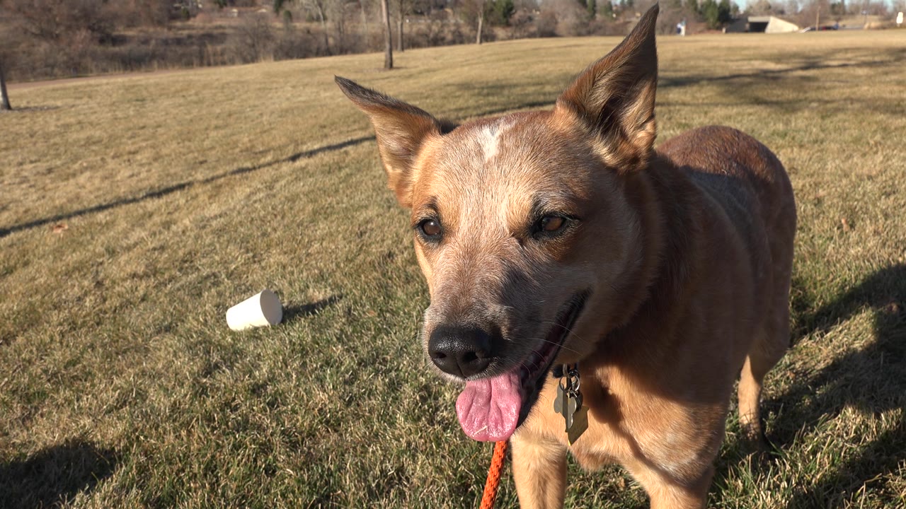 Brown dog panting beside a long shadow on grass
