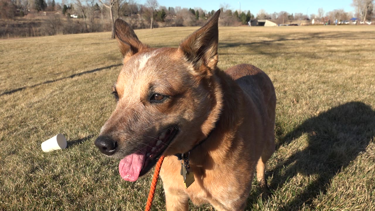 Tan medium-sized dog with upright ears stands close to a ground-level camera in an Arvada, Colorado grassy park, with long shadows and no visible people.