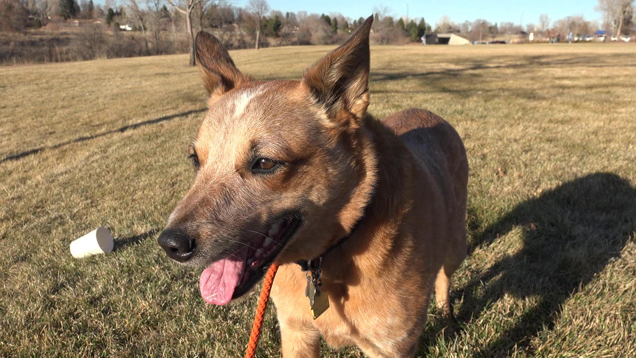 The tan dog remains near the lens with its tongue out, orange leash visible, and an open Arvada, Colorado park field behind it with no visible people.