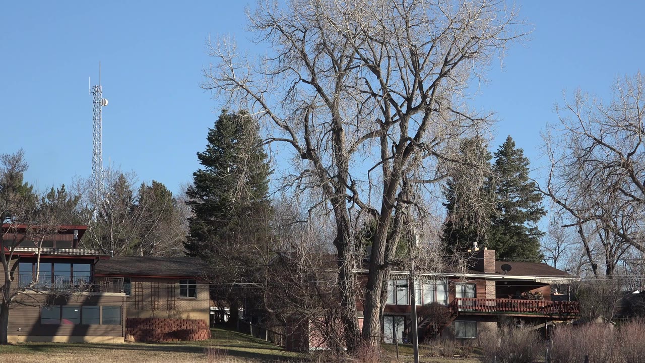 Wide backyard-angle view in Arvada, Colorado showing tan and brown houses, a large leafless tree, evergreen trees, lawn, and a distant tower with no visible people.
