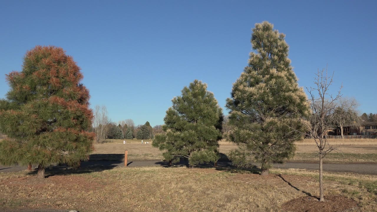 Sunny park lawn with evergreen trees and blue sky.