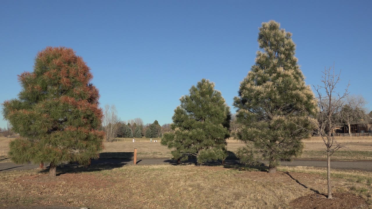 Three evergreen trees in a dry grassy field under blue sky.