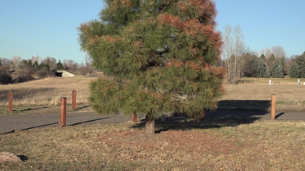 A large evergreen stands near a paved path and wooden posts in Arvada, Colorado, with dry grass, distant trees, clear blue sky, and no visible people.
