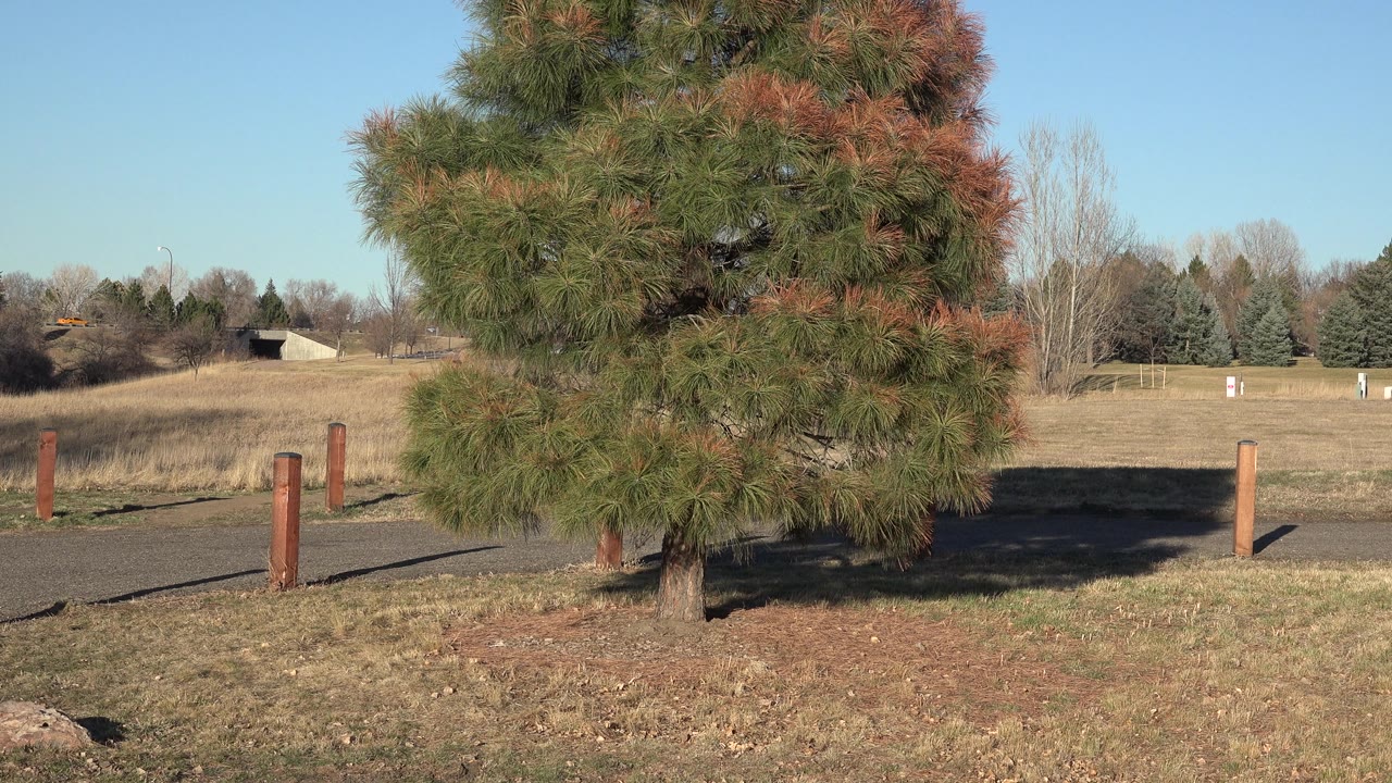 Evergreen tree casting shade near a path with open grassland behind it.