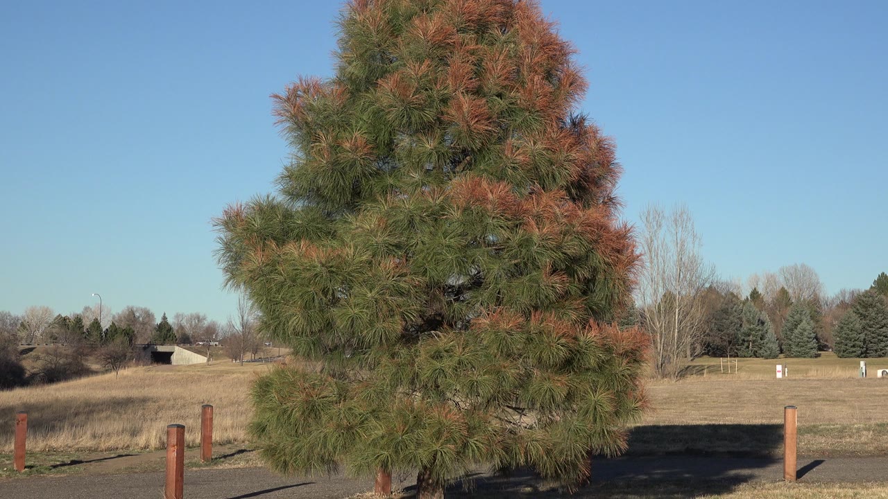 A large green and reddish tree stands in the foreground of an Arvada, Colorado field with fence posts, distant trees, and no visible people.