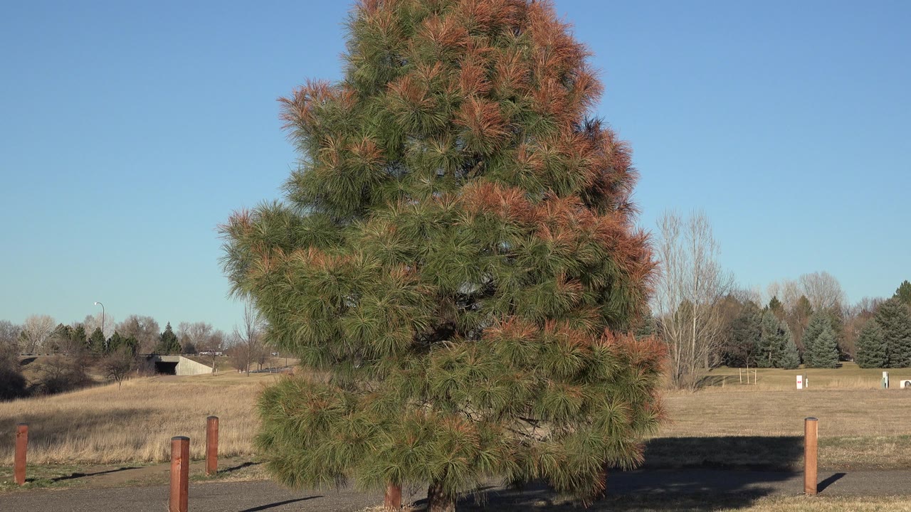 The foreground tree remains centered in Arvada, Colorado, with dry grass, a low background tree line, fence posts, and no visible people.