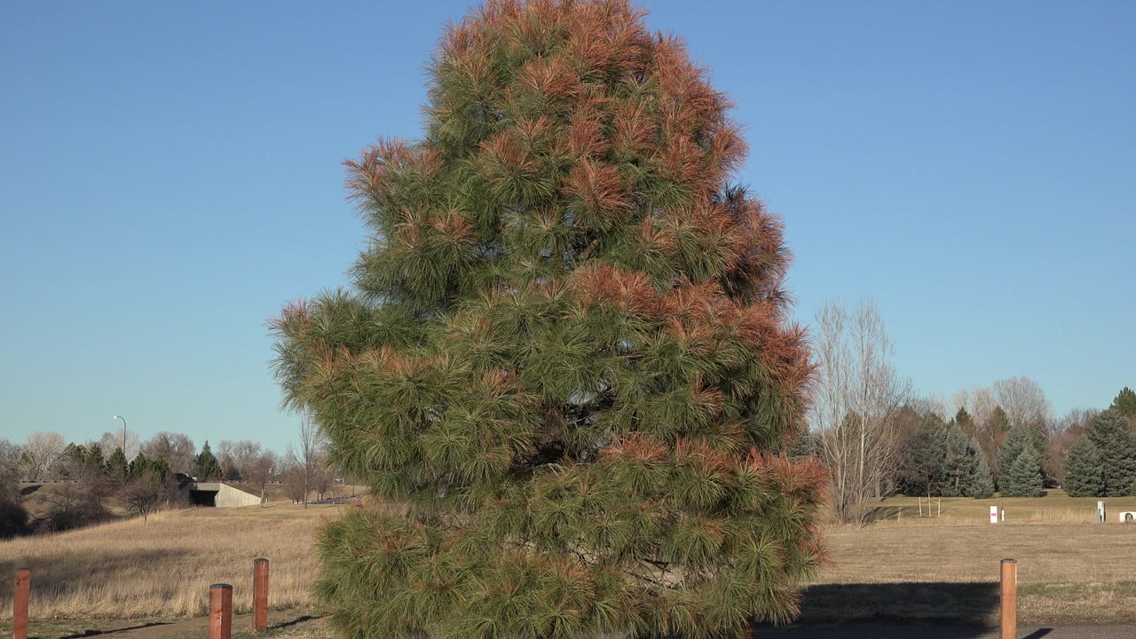 Tall tree filling the frame with rural field behind it
