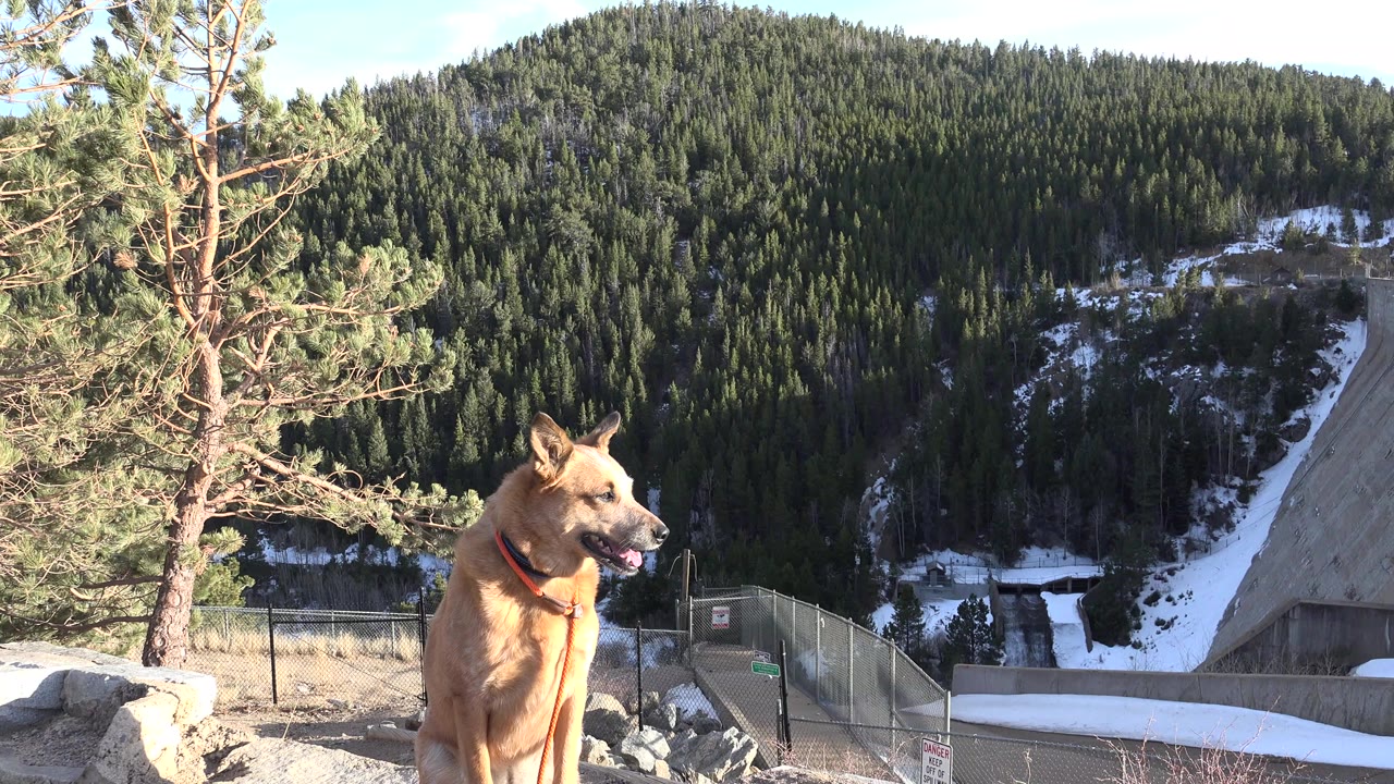 Tan dog at a mountain overlook with pine branches and a forested hillside.