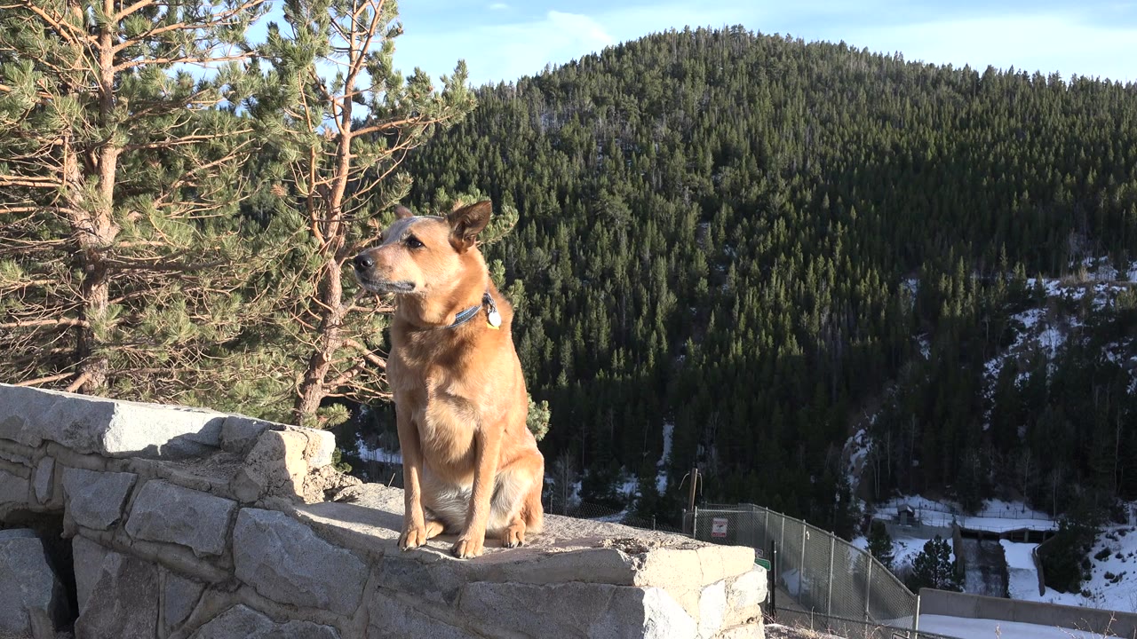 At 0:00, a brown dog sits upright on a gray stone wall in Nederland, Colorado, with pine branches at left, a sunlit evergreen hillside behind it, and no visible people.